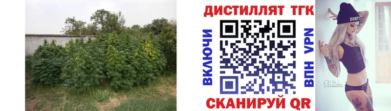 цена   Киселёвск  кракен зеркало  Дистиллят ТГК THC oil 